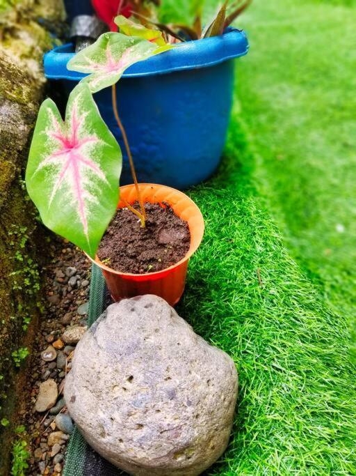 Poetry Garden Bocas Town Colon Island Βίλα Εξωτερικό φωτογραφία