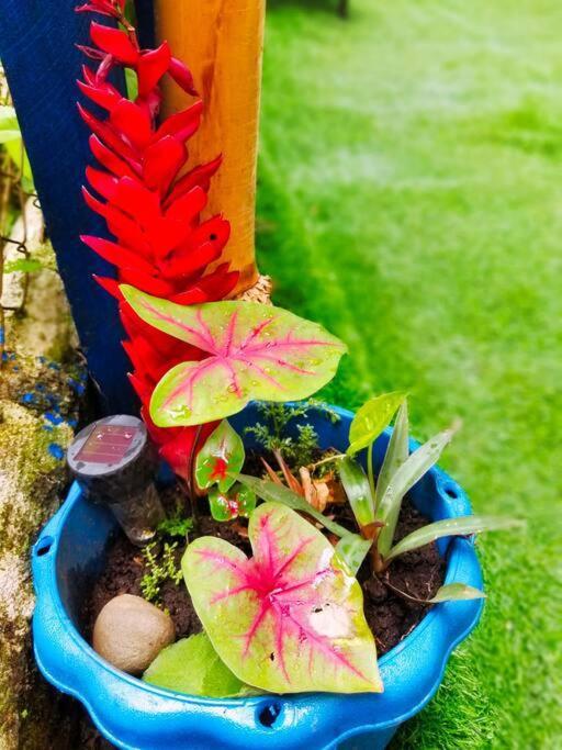 Poetry Garden Bocas Town Colon Island Βίλα Εξωτερικό φωτογραφία